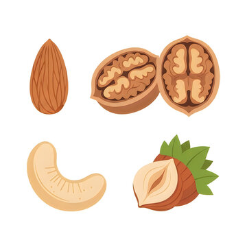 Set of healthy organic nuts including walnut almond cashew and hazelnut