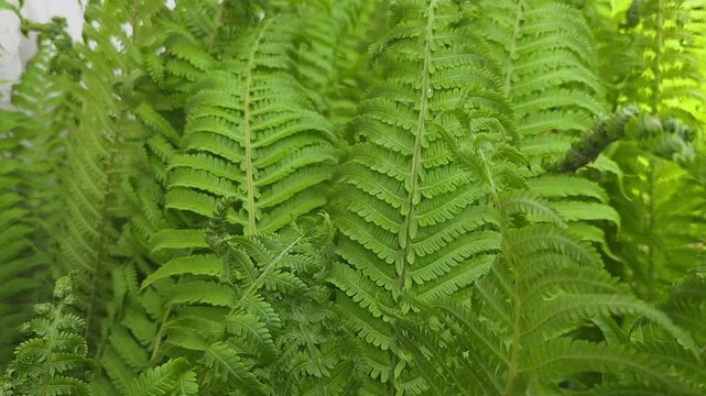 Close-up of bright green fresh fern leaves swaying gently in the wind under soft natural light, concept of spring awakening and natural beauty