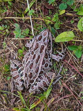 A top-down vertical shot of a Pickerel Frog showing its tan body and rectangular dark brown spots. It is camouflaged against dry grass, clover, and soil.