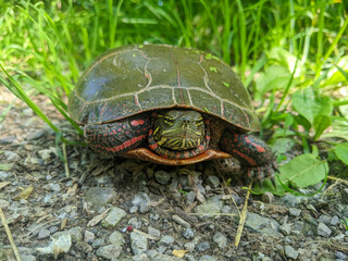 Obraz premium A shallow focus front-facing closeup of a Painted Turtle on a gravel path. The turtle has distinct red patterns on its shell and yellow stripes on its face.