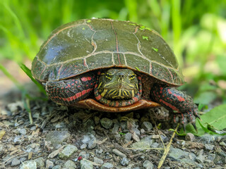 Obraz premium A shallow focus front-facing closeup of a Painted Turtle on a gravel path. The turtle has distinct red patterns on its shell and yellow stripes on its face.