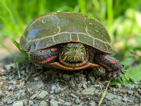 A shallow focus front-facing closeup of a Painted Turtle on a gravel path. The turtle has distinct red patterns on its shell and yellow stripes on its face.