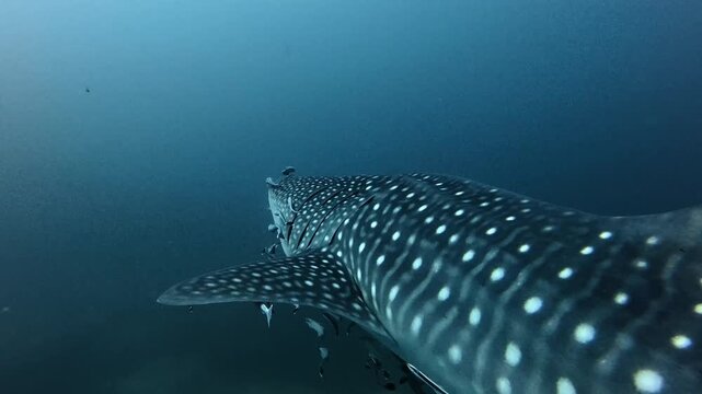 Whale shark swimming underwater with remora fish in blue ocean
