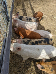 A vertical top-down shot of a group of piglets with varying coat colors such as ginger, white and black-spotted standing in a row on dry straw and dirt by a chainlink fence. © Matt