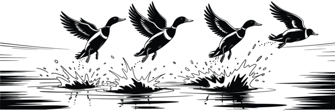 Mallard duck taking flight sequence silhouette set, flying and swimming poses, wildlife motion and nature concept, hunting club logos, conservation and bird observation graphics, clean vector 