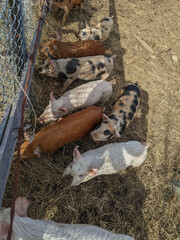 A vertical top-down shot of a group of piglets with varying coat colors such as ginger, white and black-spotted standing in a row on dry straw and dirt by a chainlink fence. © Matt