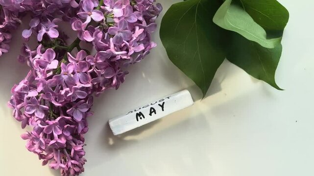 Purple lilac flowers with May calendar on white background, spring season concept, minimal floral composition.