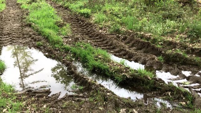 Forest landscape and muddy road or path with tire tracks and puddle of water