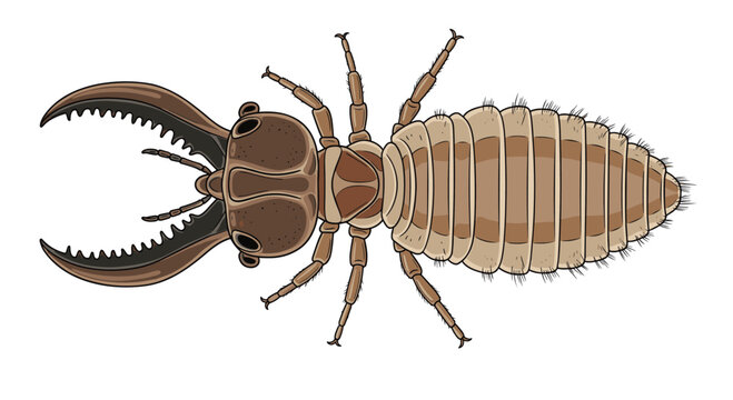 A detailed top-down illustration of a termite soldier, highlighting its large, powerful mandibles and segmented body.