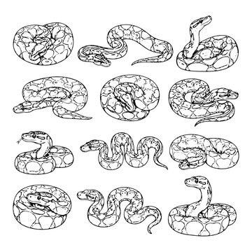 Collection of various python snake illustrations in different coiled and stretched poses.