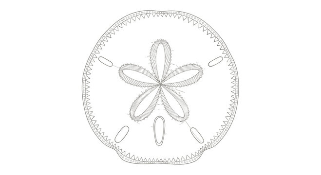 A detailed line art illustration of a sand dollar, showcasing its intricate five-fold radial symmetry and delicate texture.