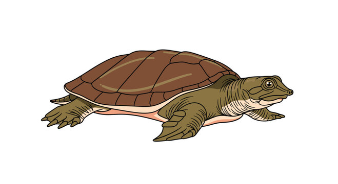 A unique softshell turtle with its distinctive flat, leathery shell and pointed snout is depicted in a detailed illustration.