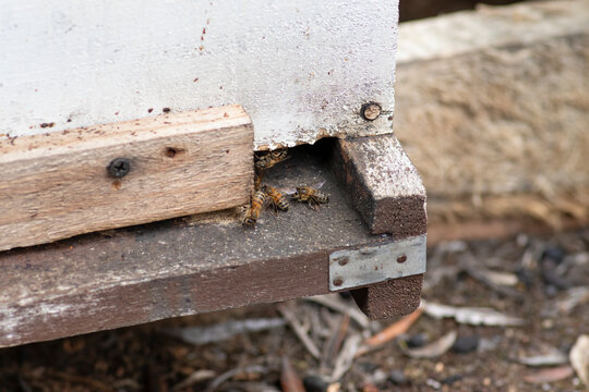 Abejas mel&iacute;feras transitando por la entrada de un panal de madera ecol&oacute;gico