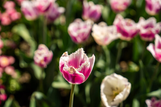 View of fringed pink and white tulips blooming in the Botanical Garden Munich-Nymphenburg with soft bokeh and green foliage, Munich, Bavaria, Germany.
