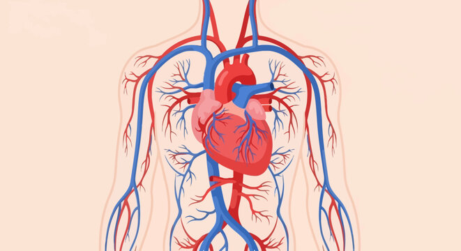 Medical illustration of the human heart and circulatory system showing blood vessels.