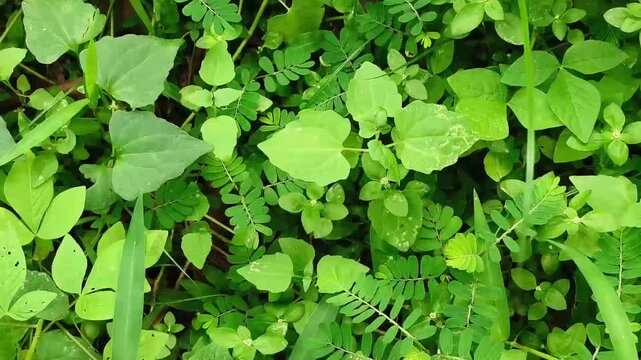 Dense green grassland areas transform into dry concrete paved road. Habitat loss, environmental damage, ecosystem conversion, replacing vegetation and urbanization affecting nature land concept.