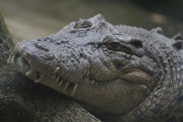 Obraz premium Close Up of a Saltwater Crocodile Face and Teeth