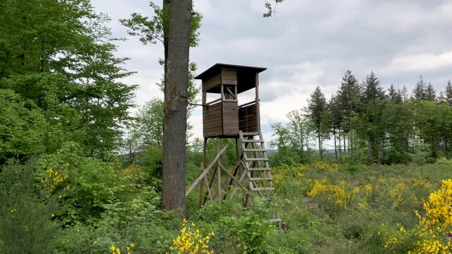 Wooden high rise stand with ladder in a forest in Westerwald Germany, Europe