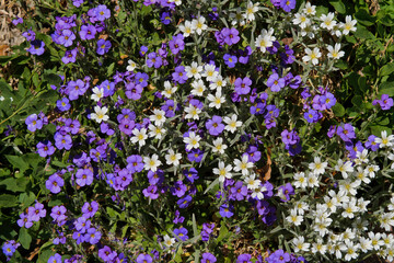 Blaukissen und Graslilie © Hans Steen-Kiel