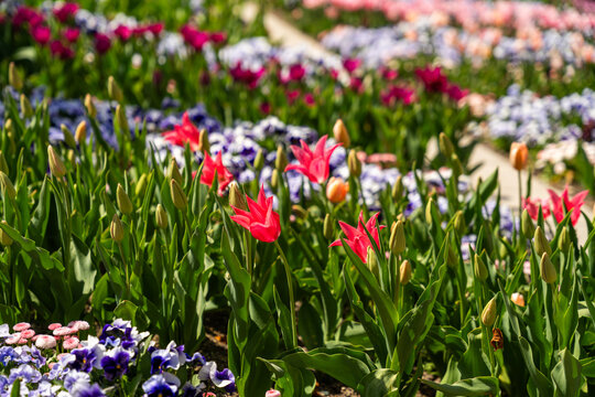 View of red tulips and purple pansies blooming in flower beds at the Botanical Garden Munich-Nymphenburg Munich, Bavaria, Germany.