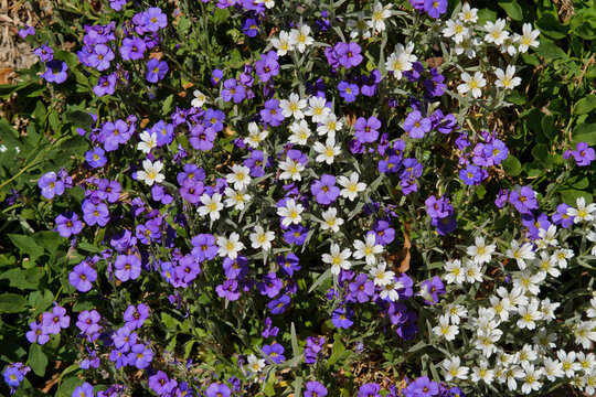 Blaukissen und Graslilie
