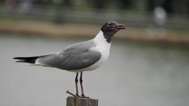 brown headed gull 1