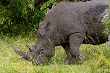 Fototapeta premium White rhinoceros, also known as the white rhino or square-lipped rhinoceros (Ceratotherium simum), a large rhinoceros grazing on green grass.