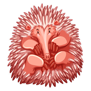 Cartoon illustration of a curled up pink spiny echidna.