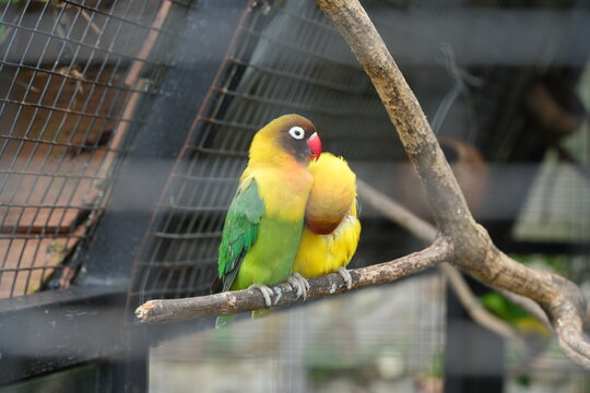 Fischer's Lovebirds on a Branch
