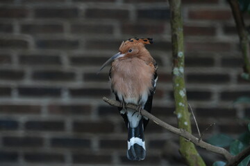 Eurasian Hoopoe Bird on Branch Portrait Close Up © Jimmy