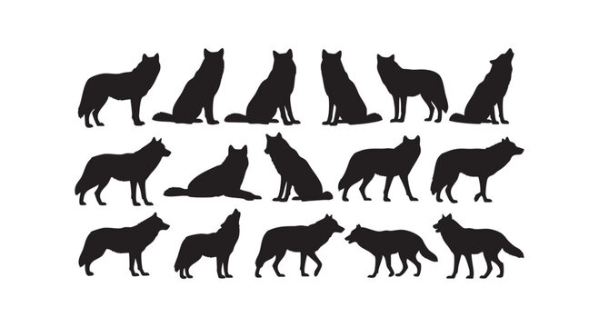 Set of black wolf silhouettes in different active poses including howling running and sitting isolated on white background.