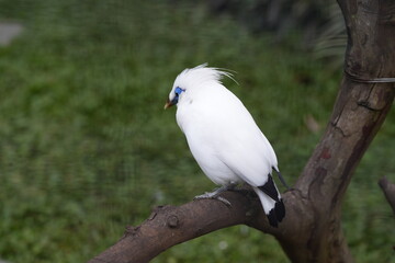 Fototapeta premium White Bird on Branch Bali Myna Leucopsar rothschildi
