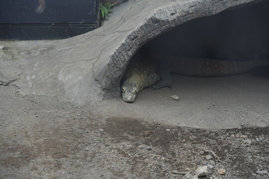Komodo Dragon Resting in Enclosure at the Zoo