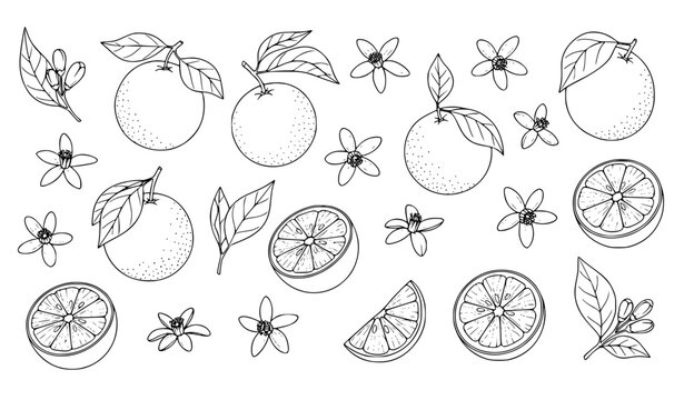 Hand Drawn Citrus Fruit and Floral Doodle Set with Orange Slices Leaves and Botanical Vector Elements Collection