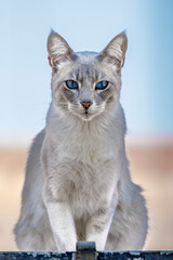 british shorthair cat © Rodrigo