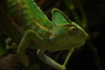 Fototapeta premium Green Veiled Chameleon Portrait Reptile Photography