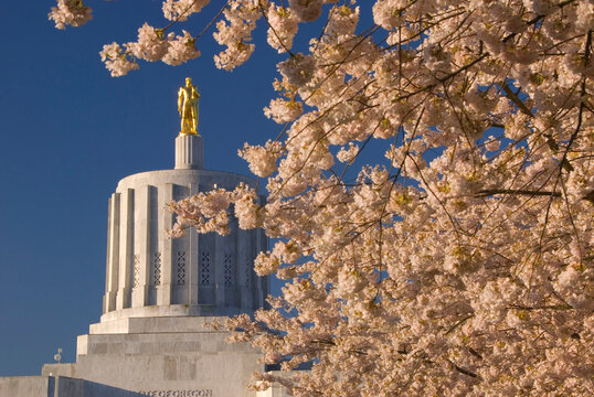 Cherry tree bloom with Oregon Pioneer, State Capitol State Park, Salem, Oregon