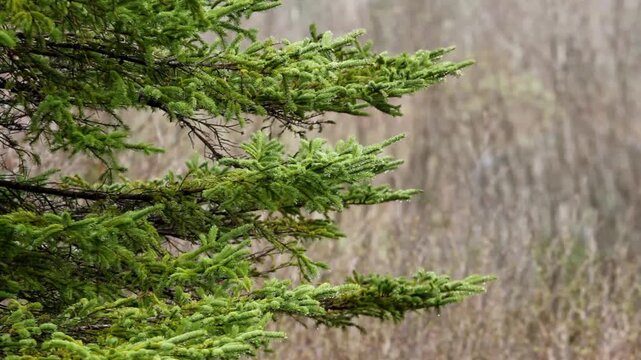 Spruce tree branches moving on a breezy day with natural evergreen foliage detail.