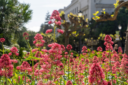 Red Valerian Wildflowers Bloom in Front of UC Berkeley Campus Building
