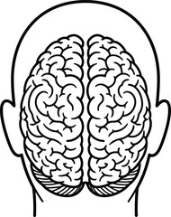 Fototapeta premium Human brain anatomy illustration
