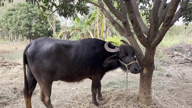 buffalo in the field