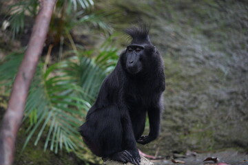 Obraz premium Sulawesi Crested Macaque Portrait Black Ape Monkey Wildlife