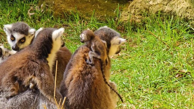 Close up of ring-tailed lemur monkeys sitting around on a meadow with a very young baby and watching on a sunny summer day
