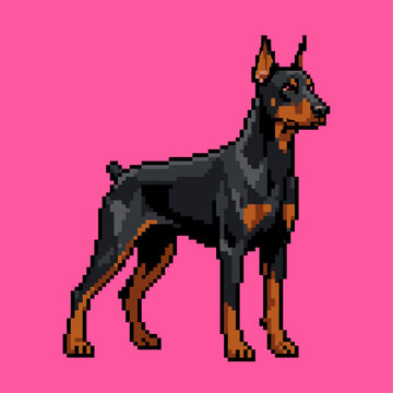 Doberman Pinscher dog breed pixel art illustration standing in an alert profile view with docked ears isolated on a pink background for security branding.