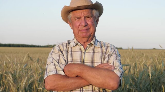 Portrait of old man with gray hair and tanned face with deep wrinkles. An 80 year old man looks calmly at camera. Person stands on warm summer evening outdoors in field with cereals. Lonely old people
