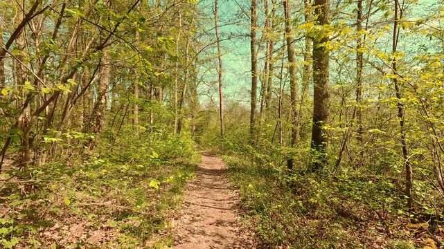 Springtime mood in the forest, walking on forest paths