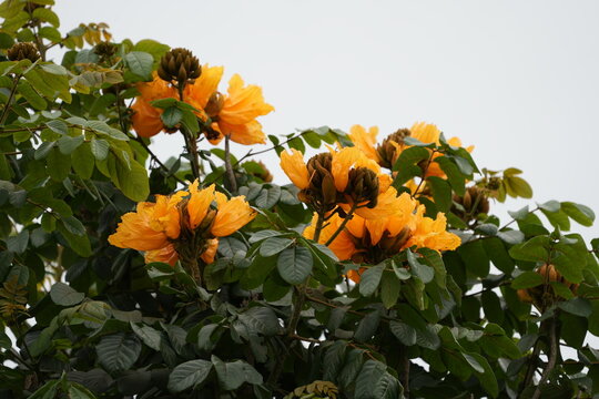 African Tulip Tree Flowers Beautiful Exotic Blossom