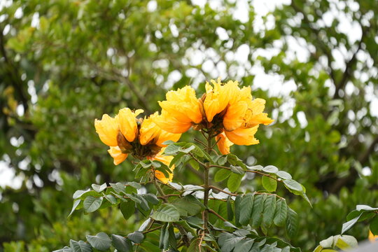 African Tulip Tree Flowers Blooming Nature Photography