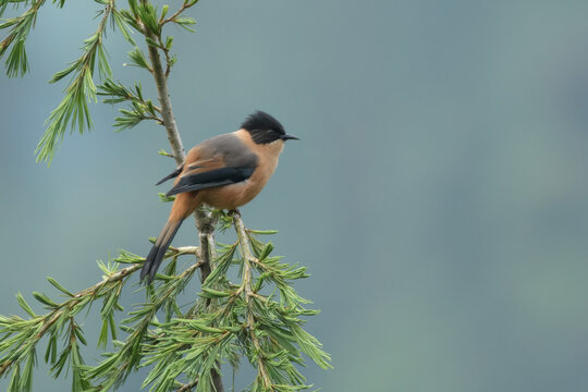 Rufous Sibia perched on a conifer branch in Janjehli, Himachal Pradesh, India.