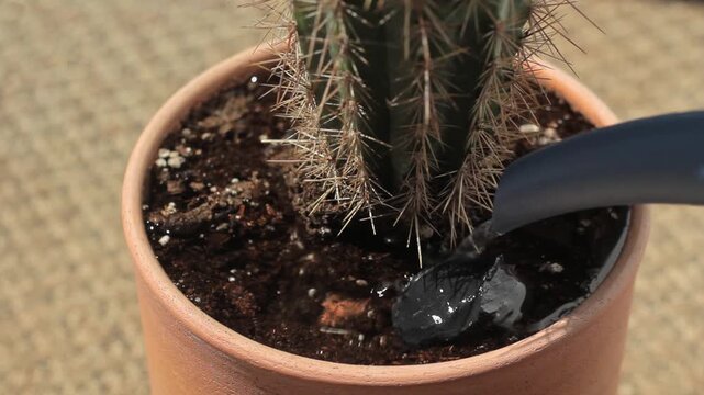 Watering a small potted cactus plant indoors, highlighting plant care,  hydration, and home gardening.